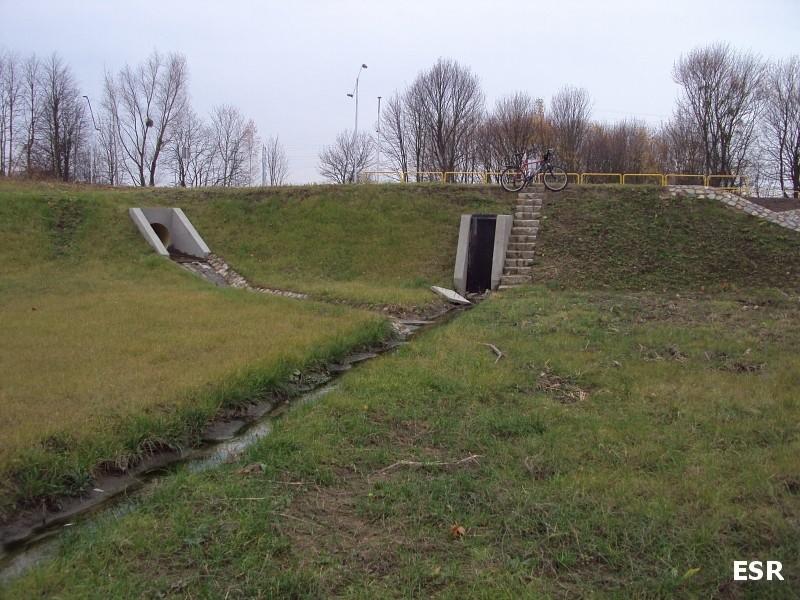 Modrzewina