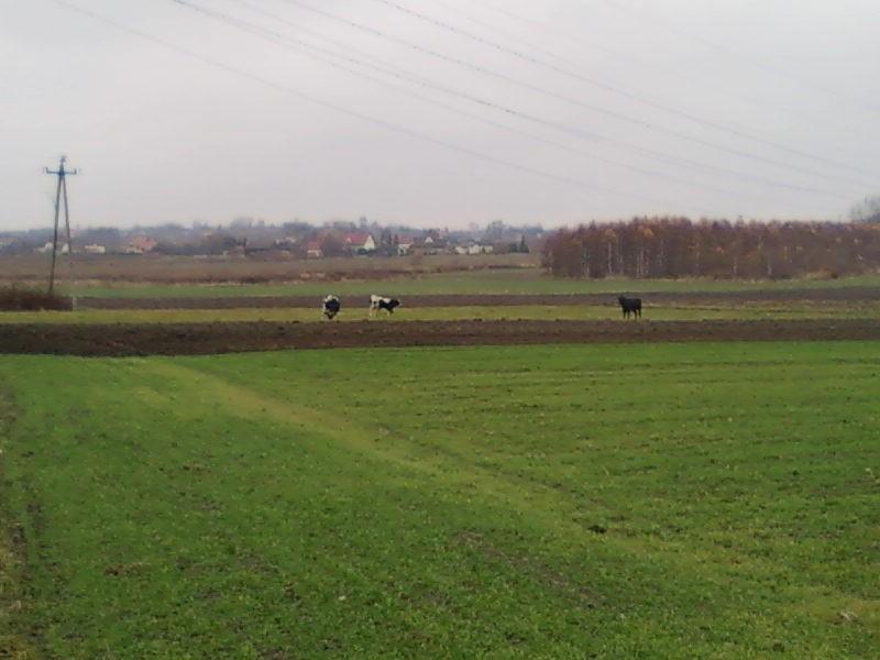 Krowy i byczek