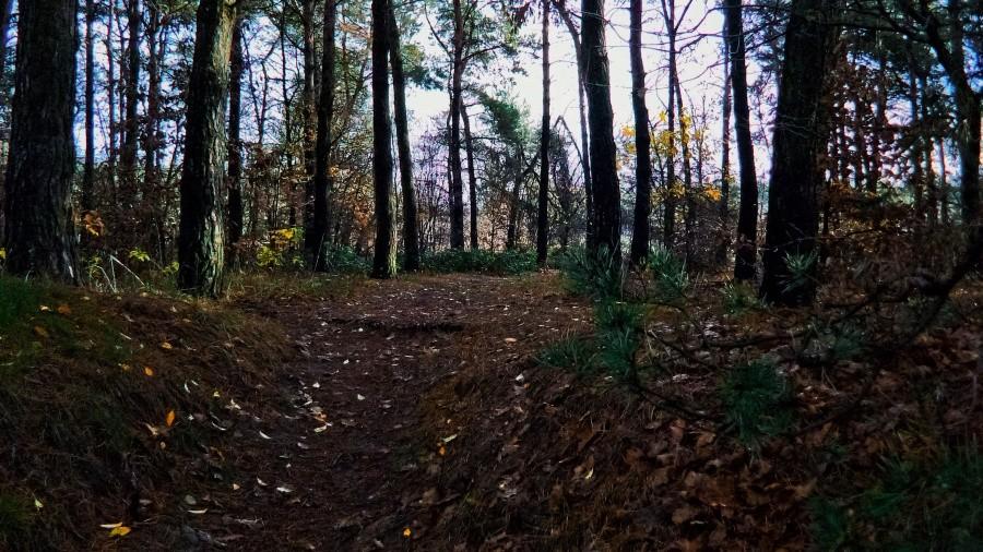 In da forest