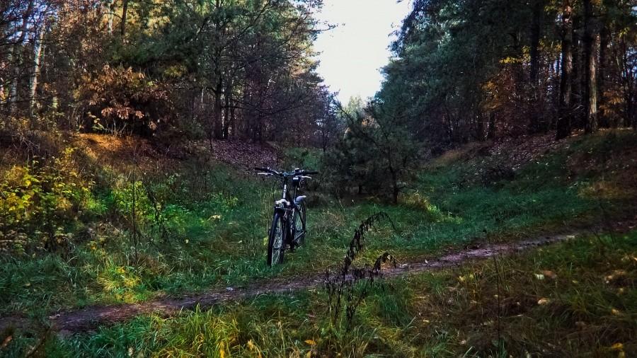 In da forest