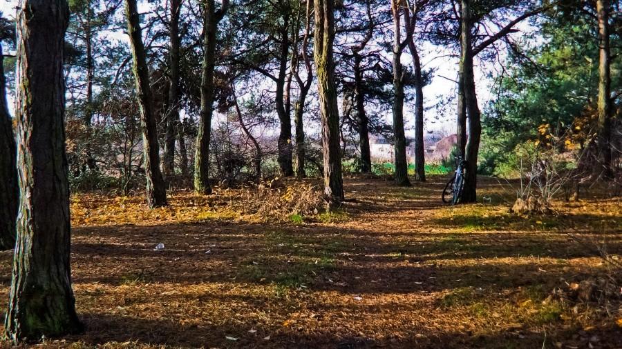 In da forest