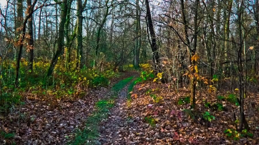In da forest