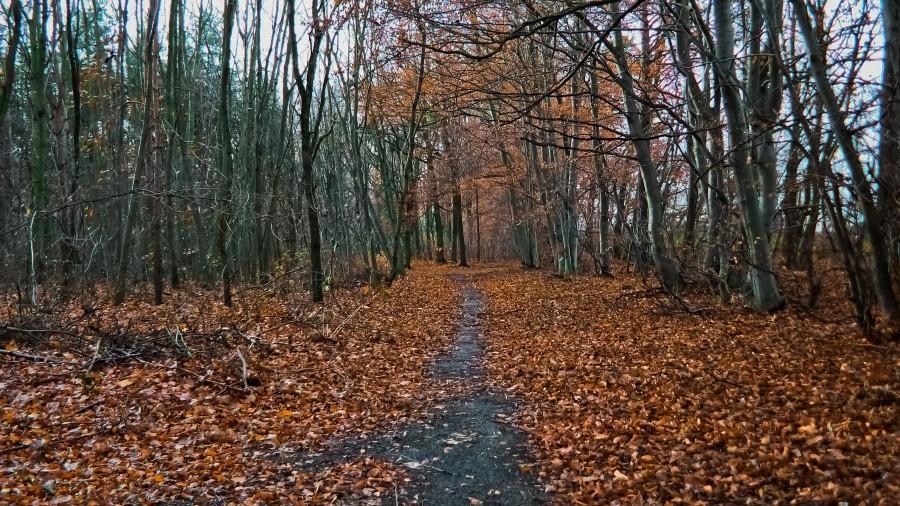 In da forest