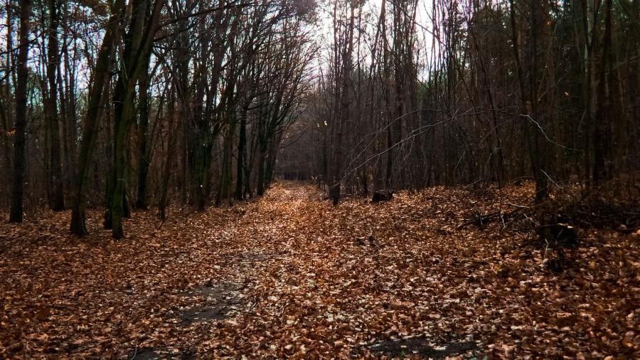 In da forest