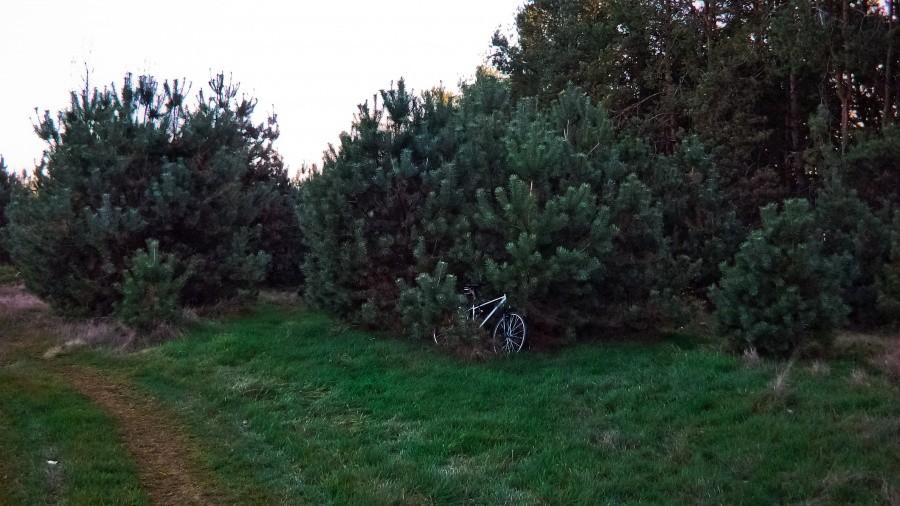 Merida w sośnie