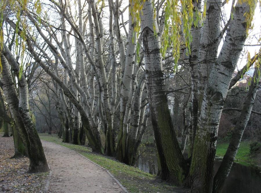 Aleja topolowa w Parku Sieleckim