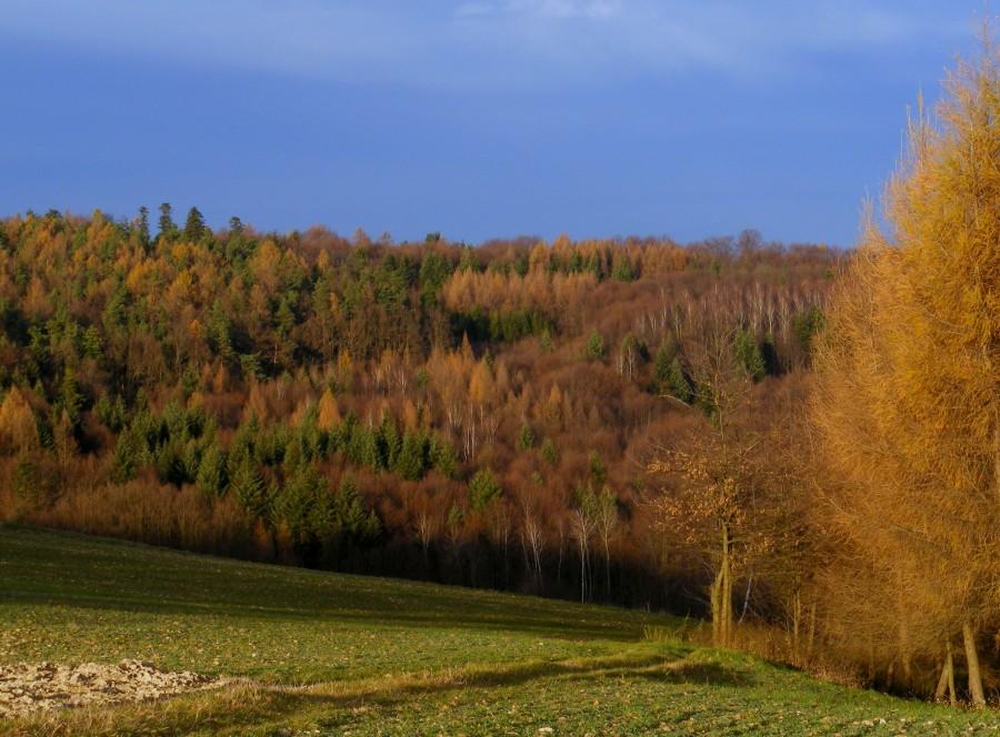 Piękne kolory jesieni:)