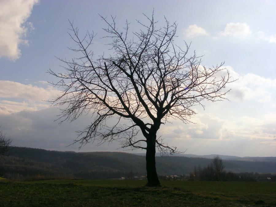 Drzewko na górce
