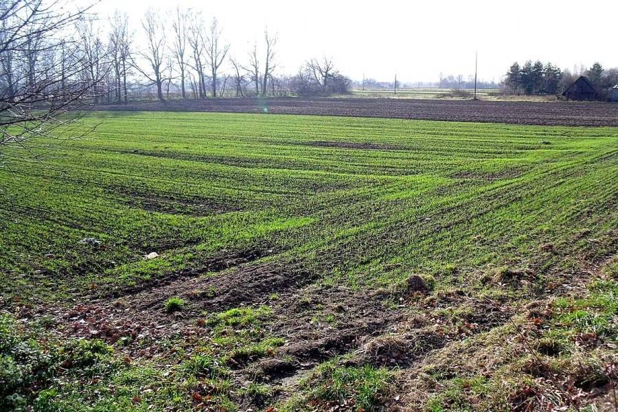 Znów będzie zielono