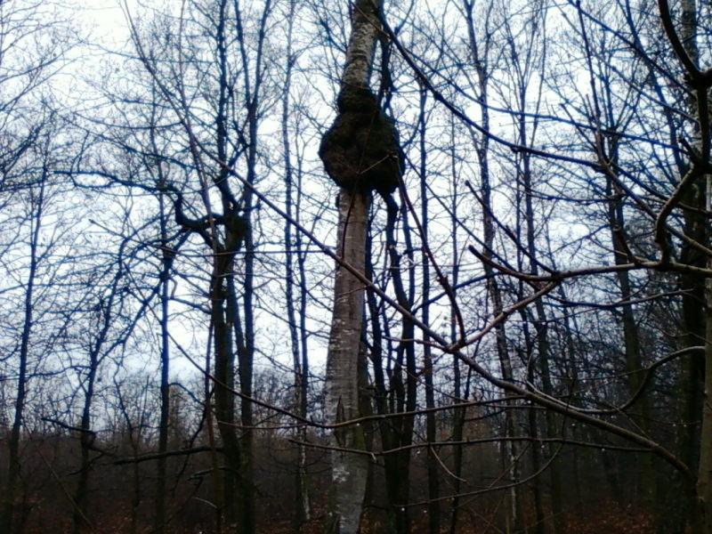 Dziwne drzewo