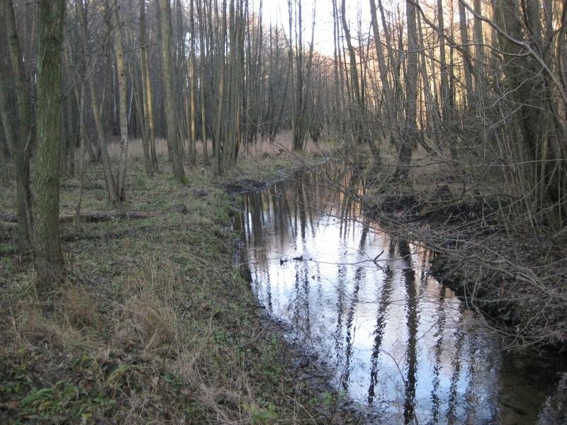 Strumyk leśny w okolicach Głęboczka w Puszczy Zielonka