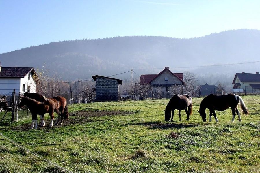 Koń górski