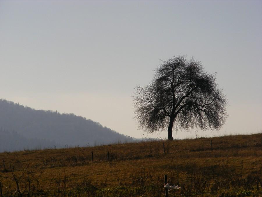 Drzewko