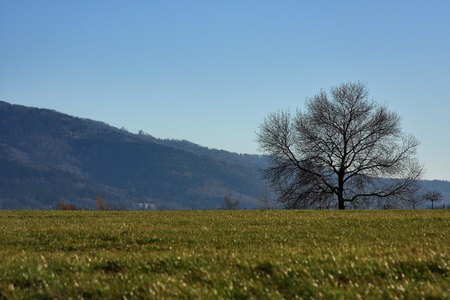 Bielsko-Biała, drzewo na tle gór.