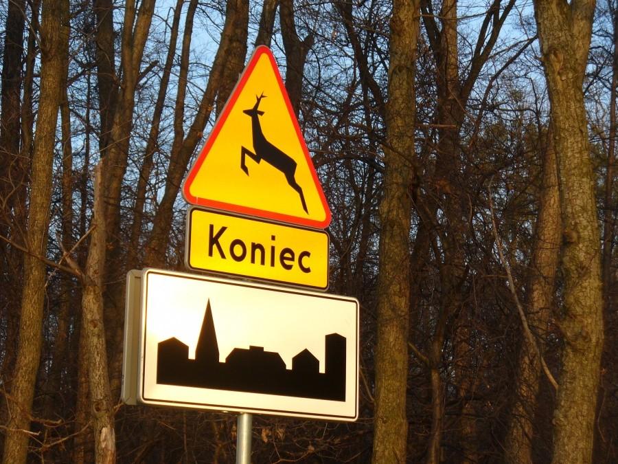 Koniec dziczyzny