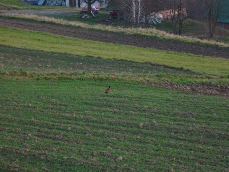 Pan bażant na łowach.