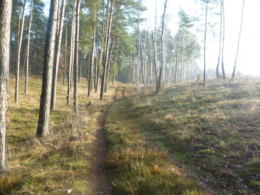 Kampinos jesienią