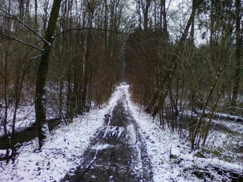 Przez las