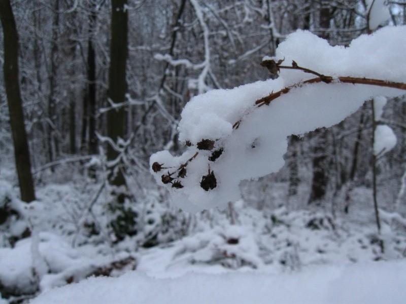 Śnieg z bliska.