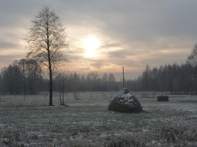 Późny świt pod Kampinosem