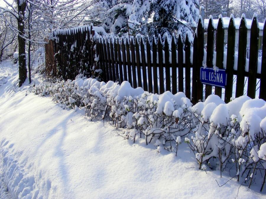 Na ulicy Leśnej