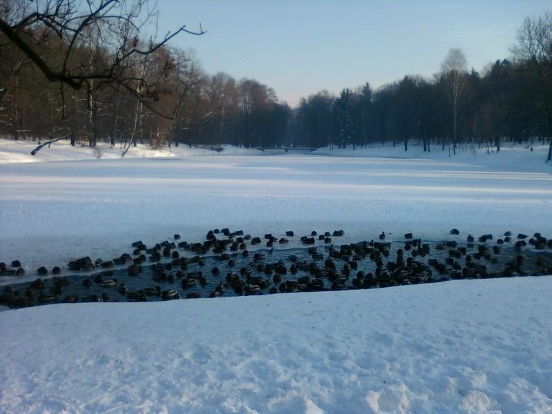 Staw w Parku Julianowskim