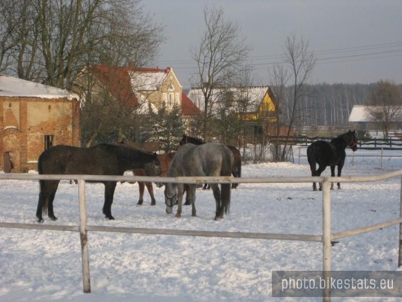 Konie na wybiegu w Kołacie
