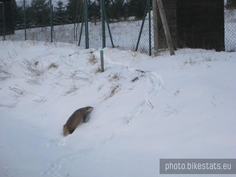 Borsuk szukający schronienia