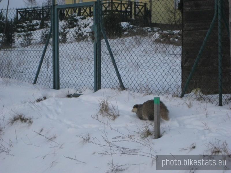 Tą właśnie furtką wskoczył borsuk i potem gdzieś czmychnął.