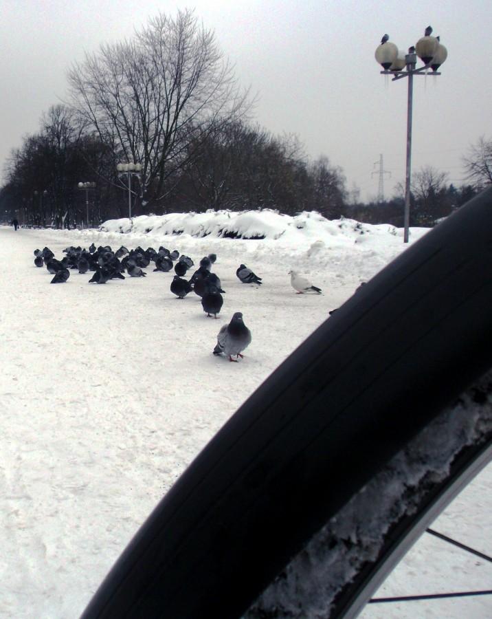 Gołębie na Promenadzie