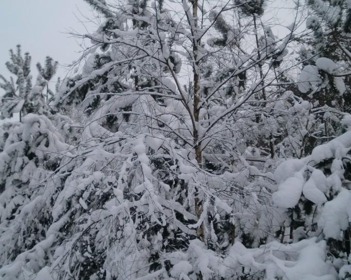 Przysypane śniegiem