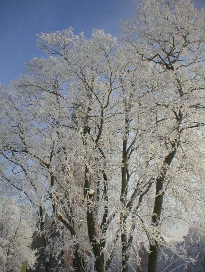 ELBLĄSKA SZADŹ