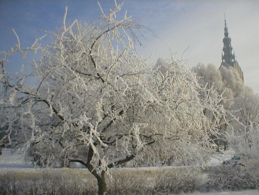 ELBLĄSKA SZADŹ