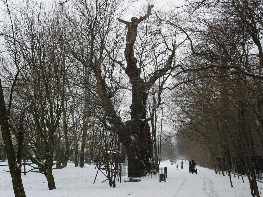 Dąb Mieszko