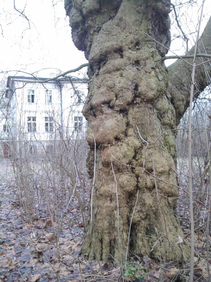 Niepruszewo,pałacowy park.