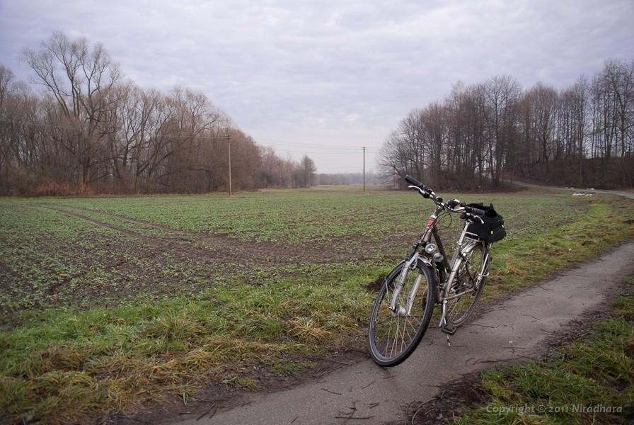 pierwsza zieleń