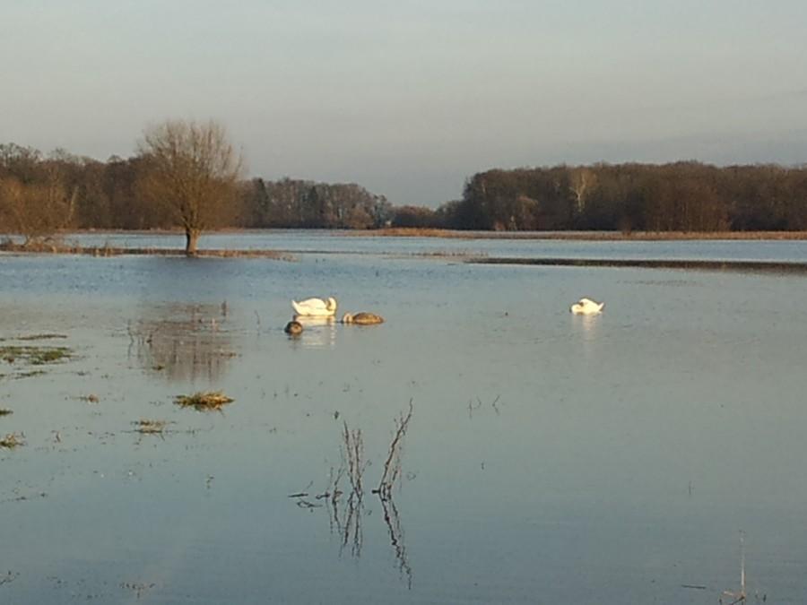 rodzinne pływanie ...