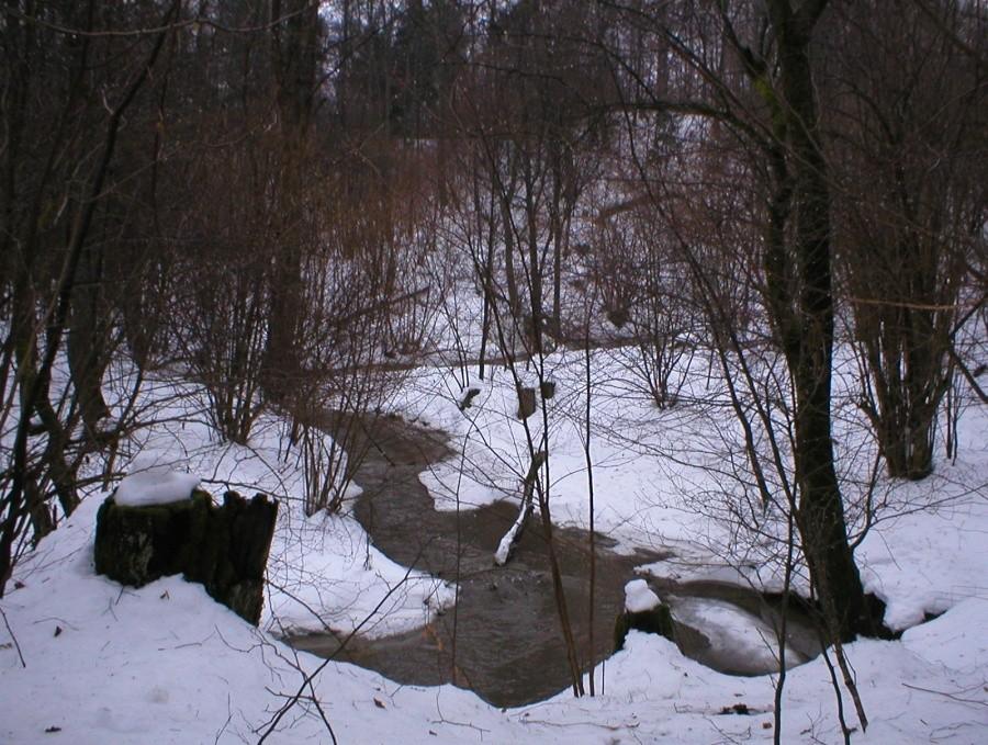 RZECZKA LISI PARÓW W PIÓROPUSZNIKOWYM JARZE