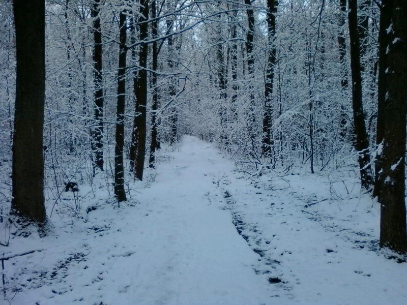 Ścieżka leśna
