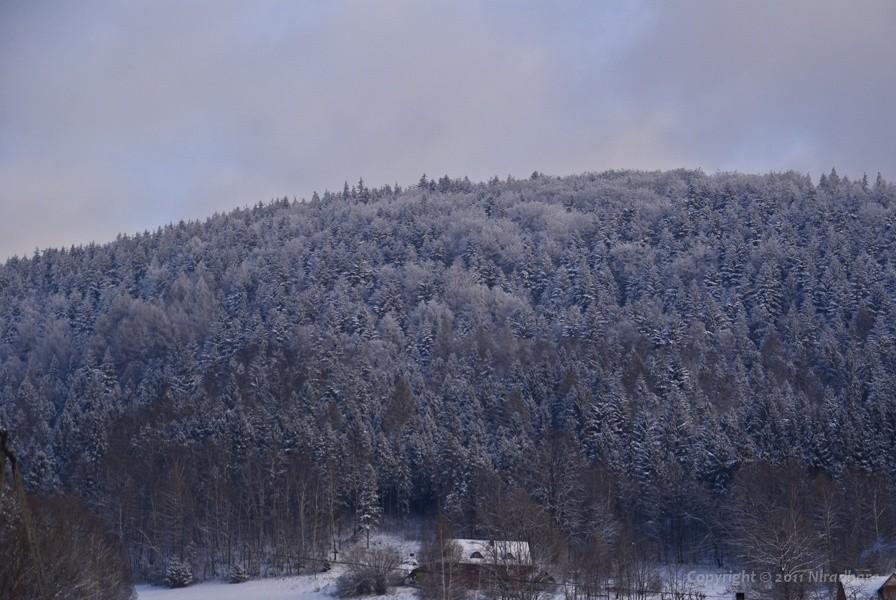 ściana lasu