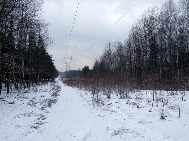 Las pokryty śniegiem