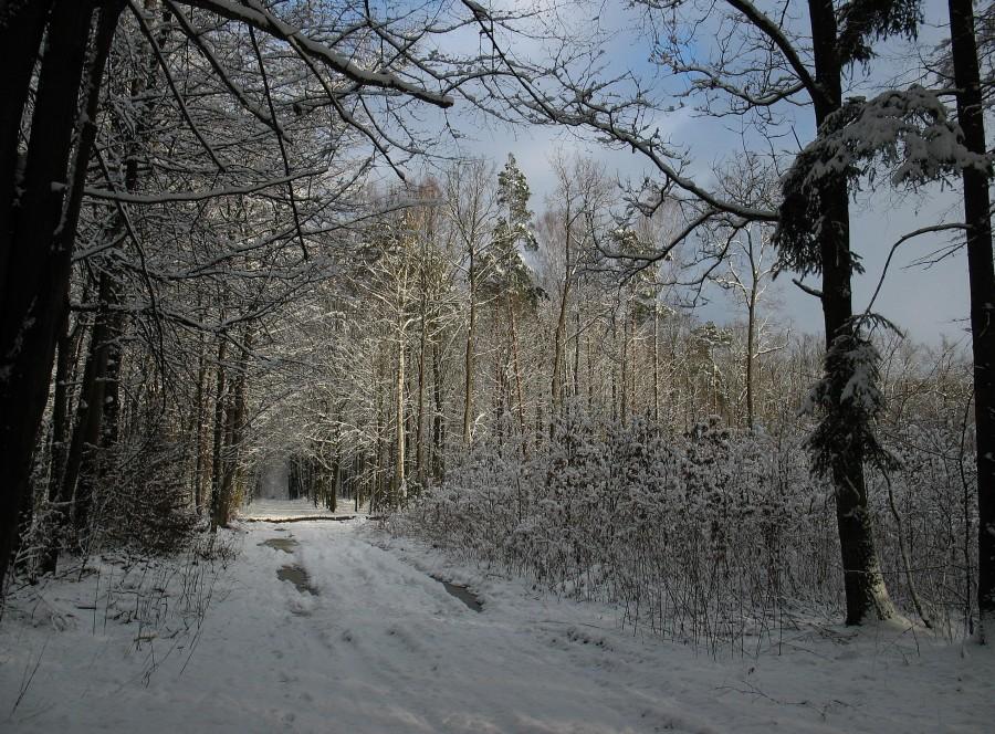 Lasy Chojnowskie