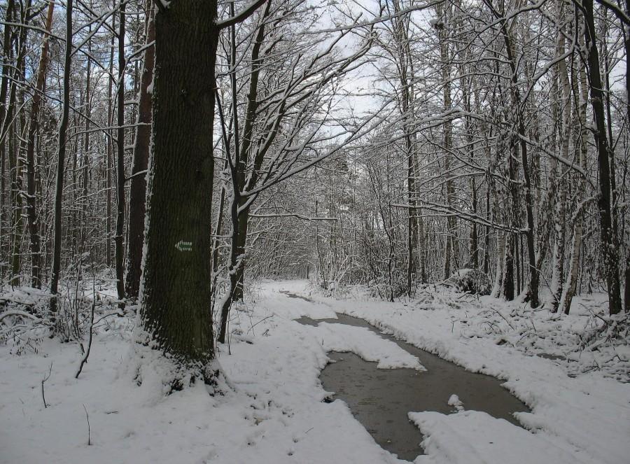 Lasy Chojnowskie