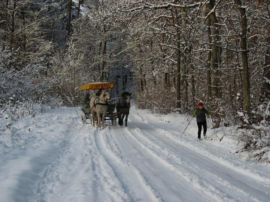 Lasy Chojnowskie
