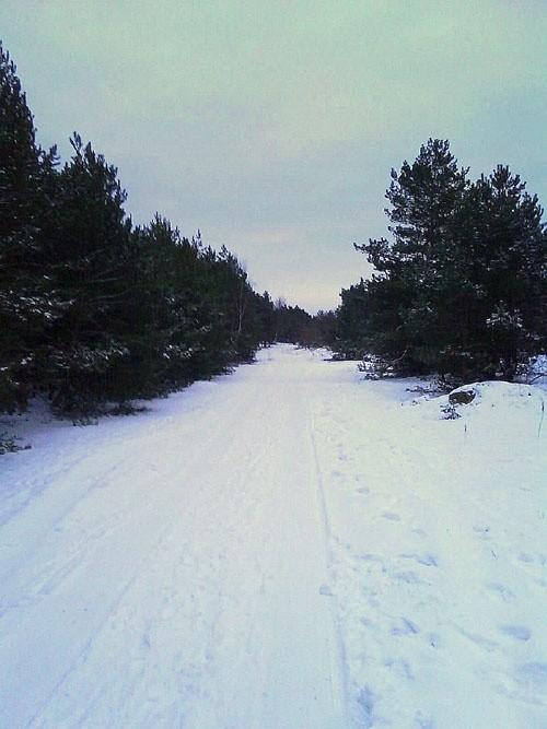 Świeży śnieg w lesie w dolinie Drwęcy