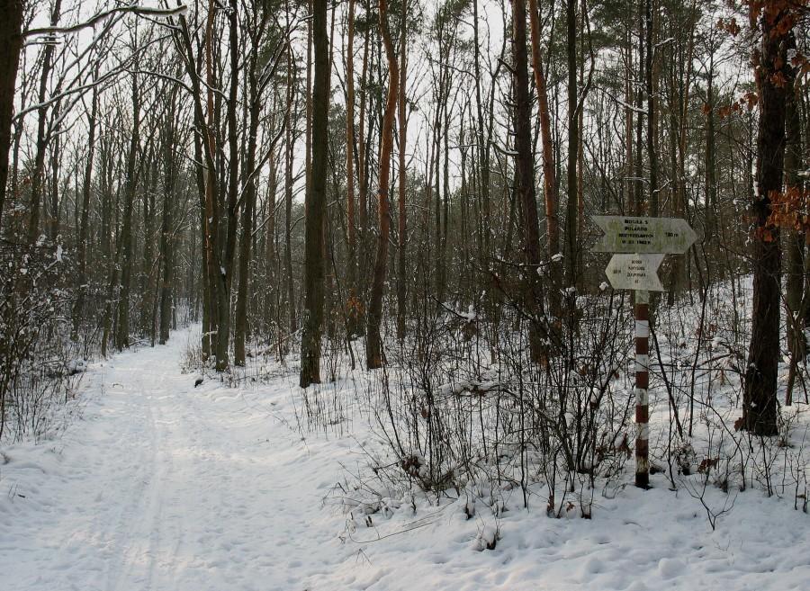 Las Młociński