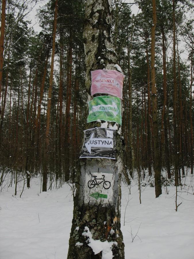 Las Młociński - trasy narciarskie
