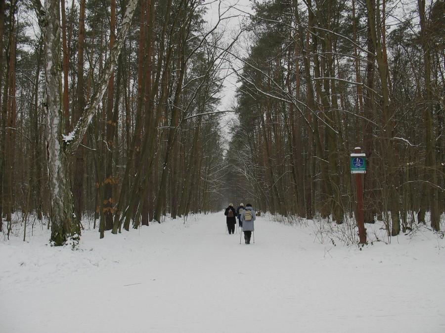 Las Kabacki - Aleja Północna