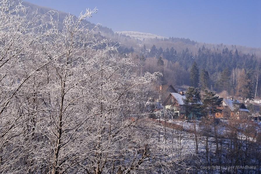 ciekawe, kto tak z samego rana maluje drzewa na biało?