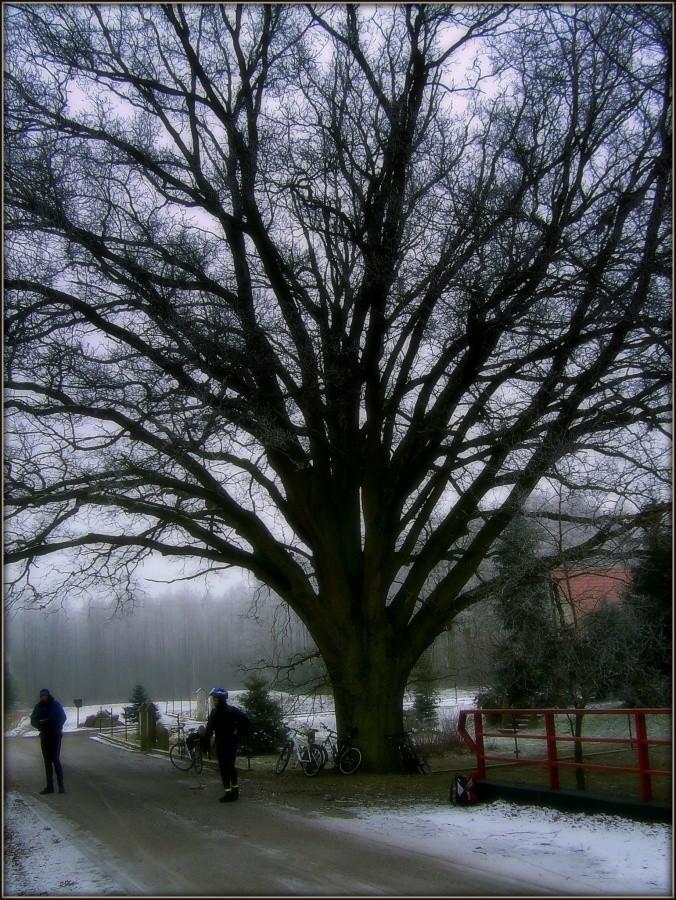 Dąb w Niewiadowie w romantycznej poświacie.